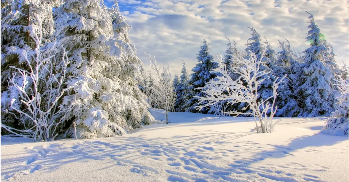 A Photo of a beautiful winter scene. Snow on evergreen trees and on the ground